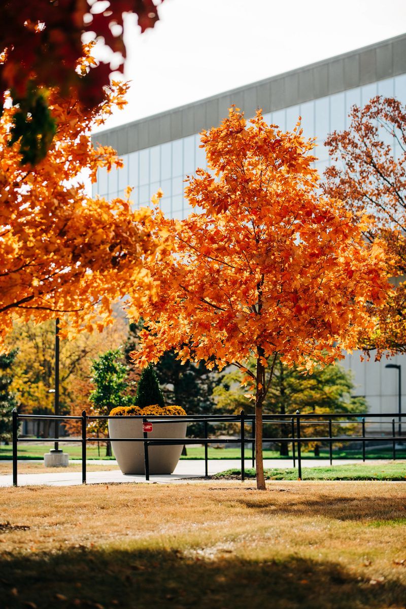 Red trees beauty of nature