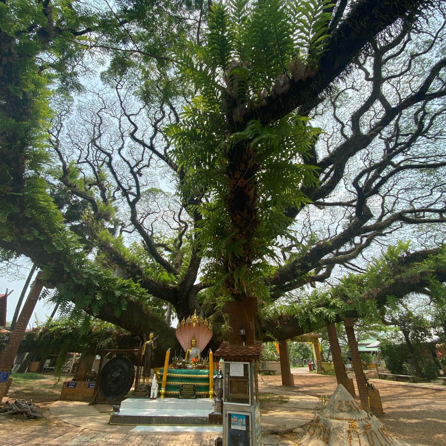 Under the big tree