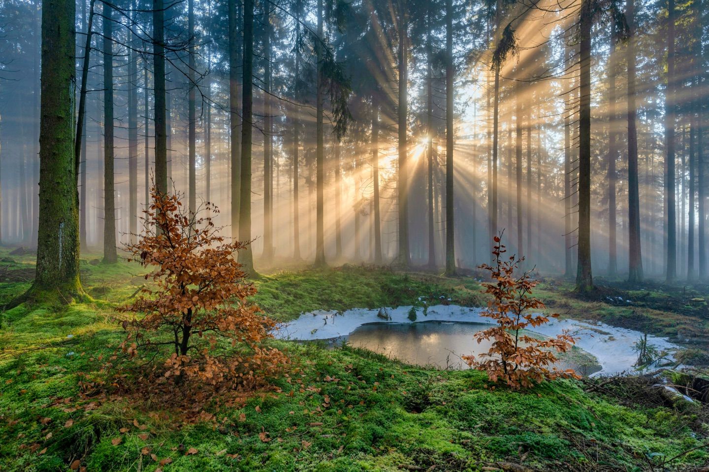 📍Deudesfeld - Germany
#nature #trees #sunrise