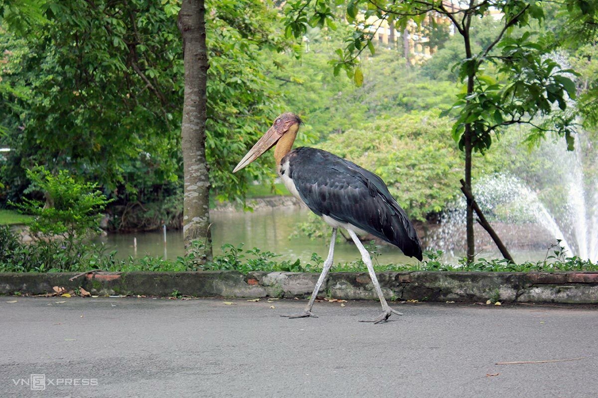 Go to the zoo to meet this friend. So cute