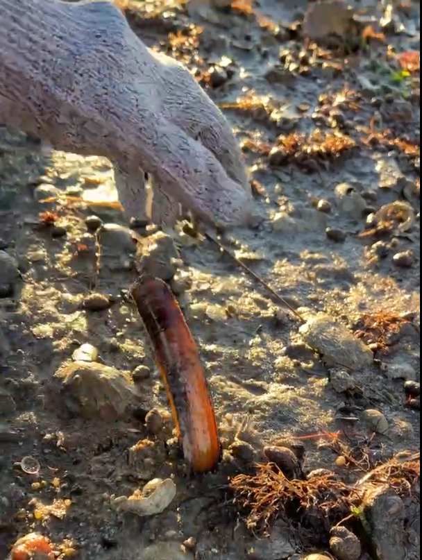 Do you know how we caught this razor clam?