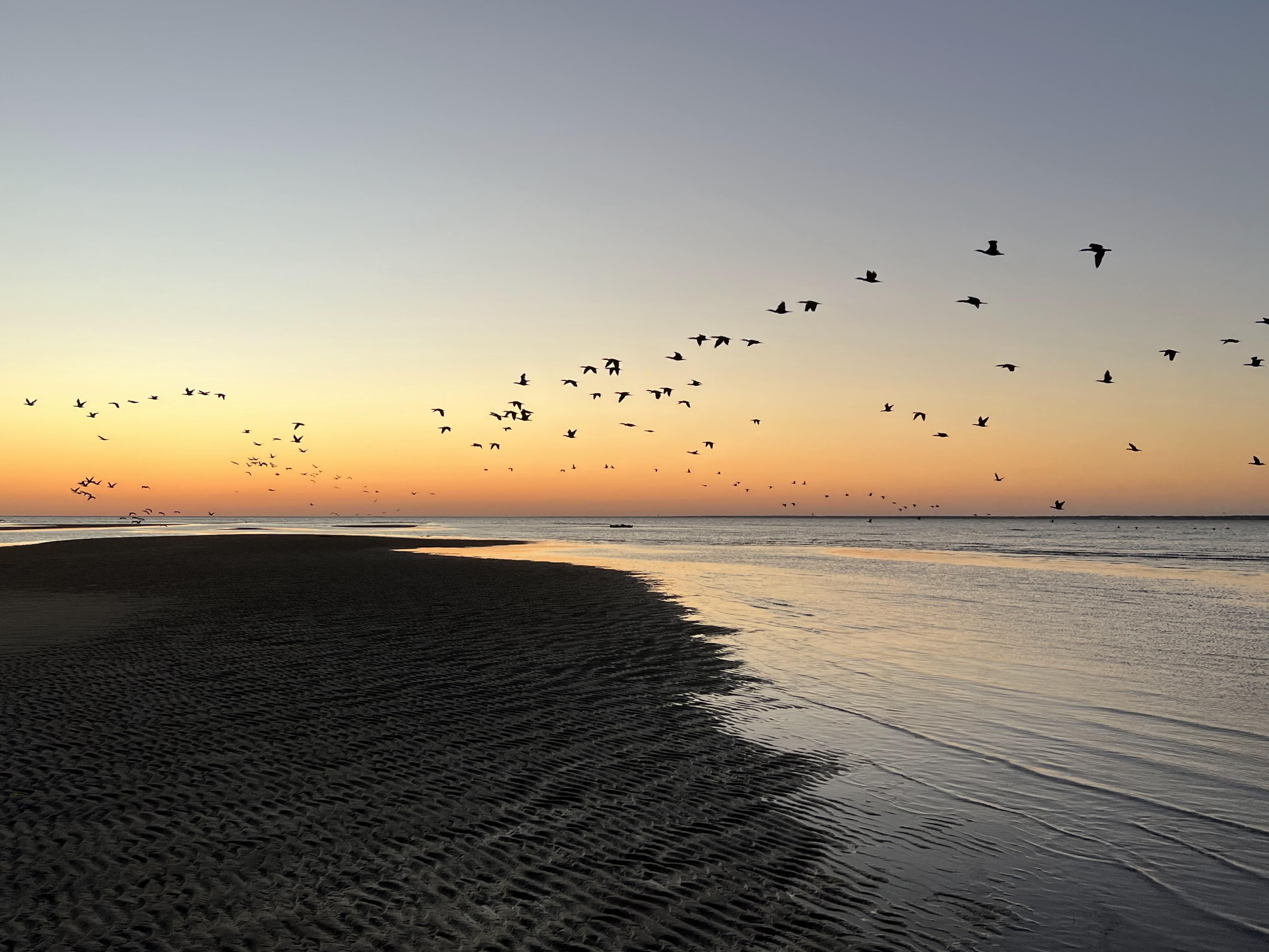 Seagulls and raft in the sunset