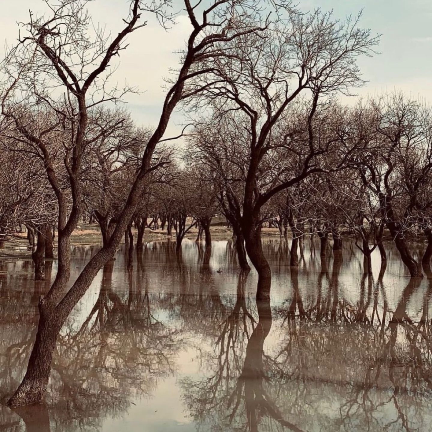 The trees of soils…