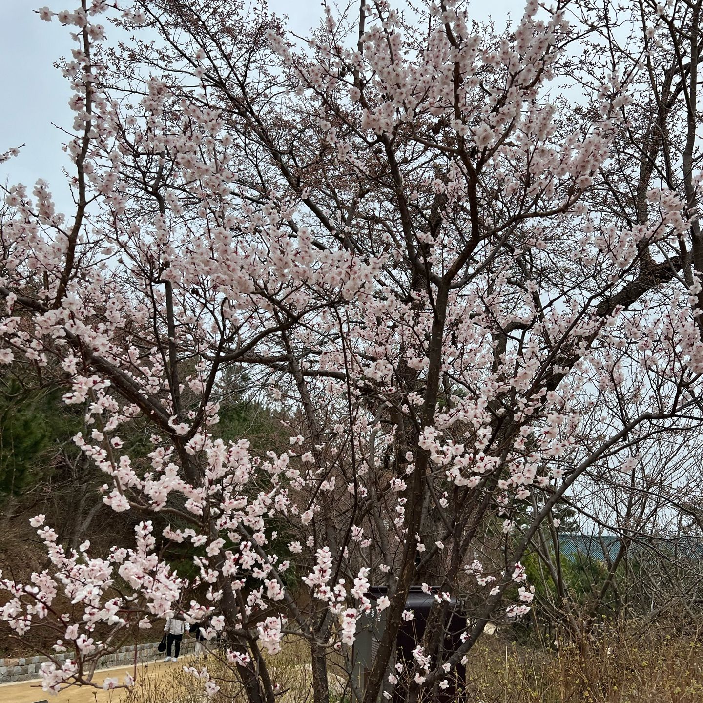 sakura