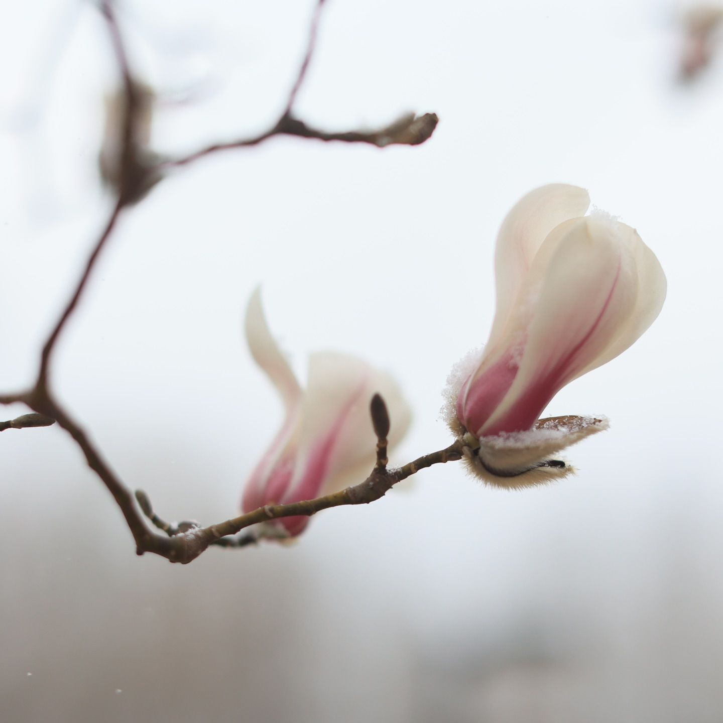 The snow with the flower