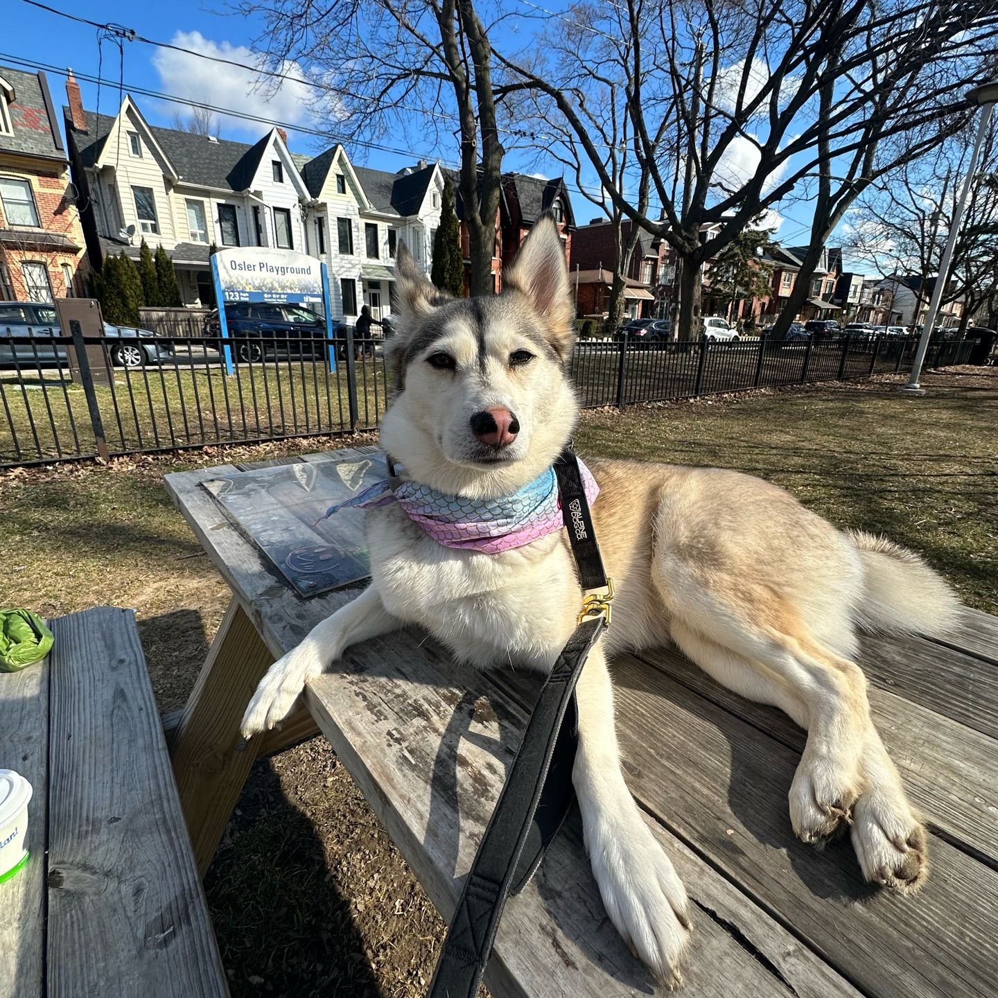 Osler Playground 🛝