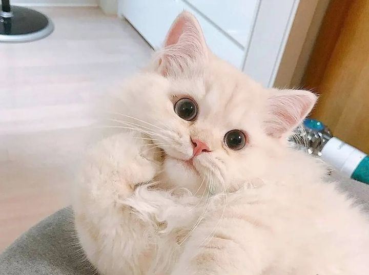 kute kitty🥰😍