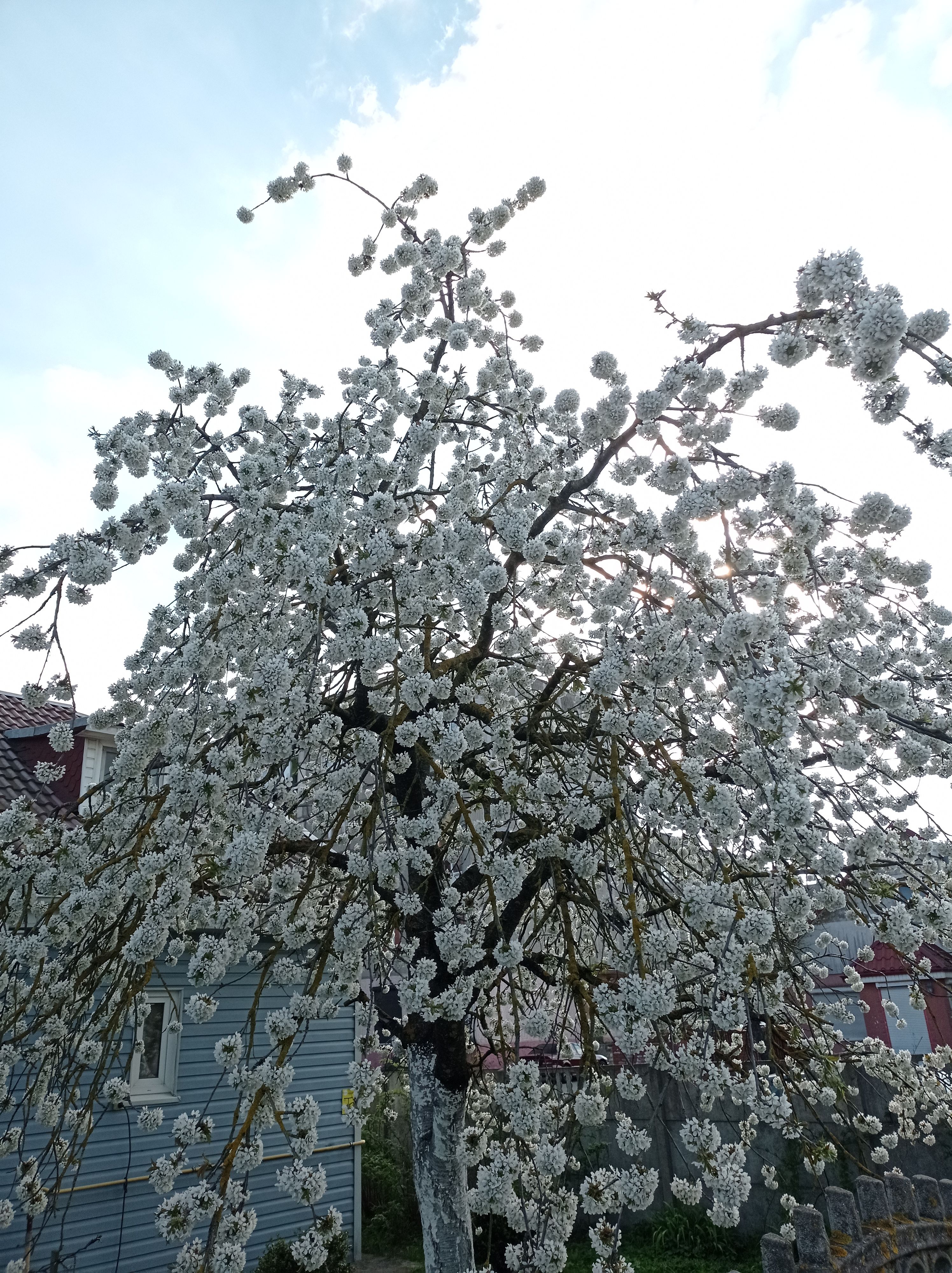 I hope the #lens #airdrop will be as generous madness as this tree bloom🥰