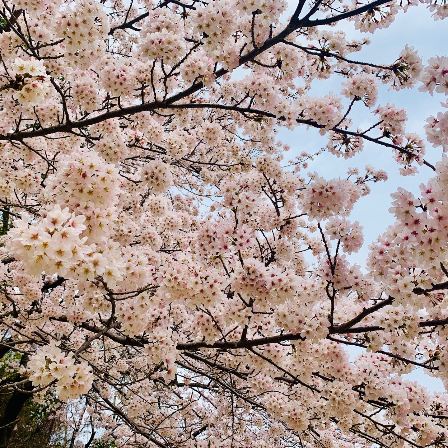 sakura🌸🌸🌸