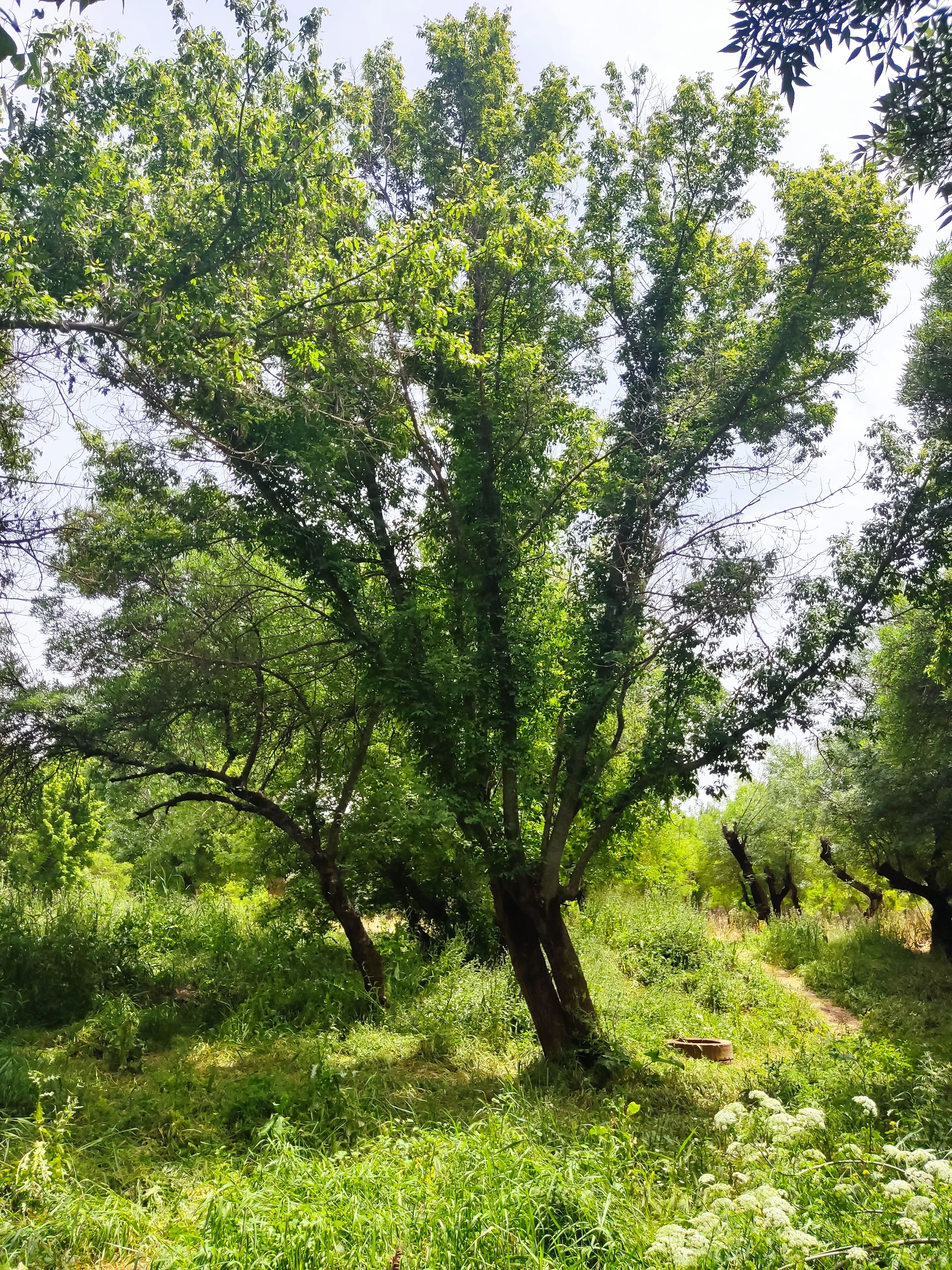 Dicle river 3