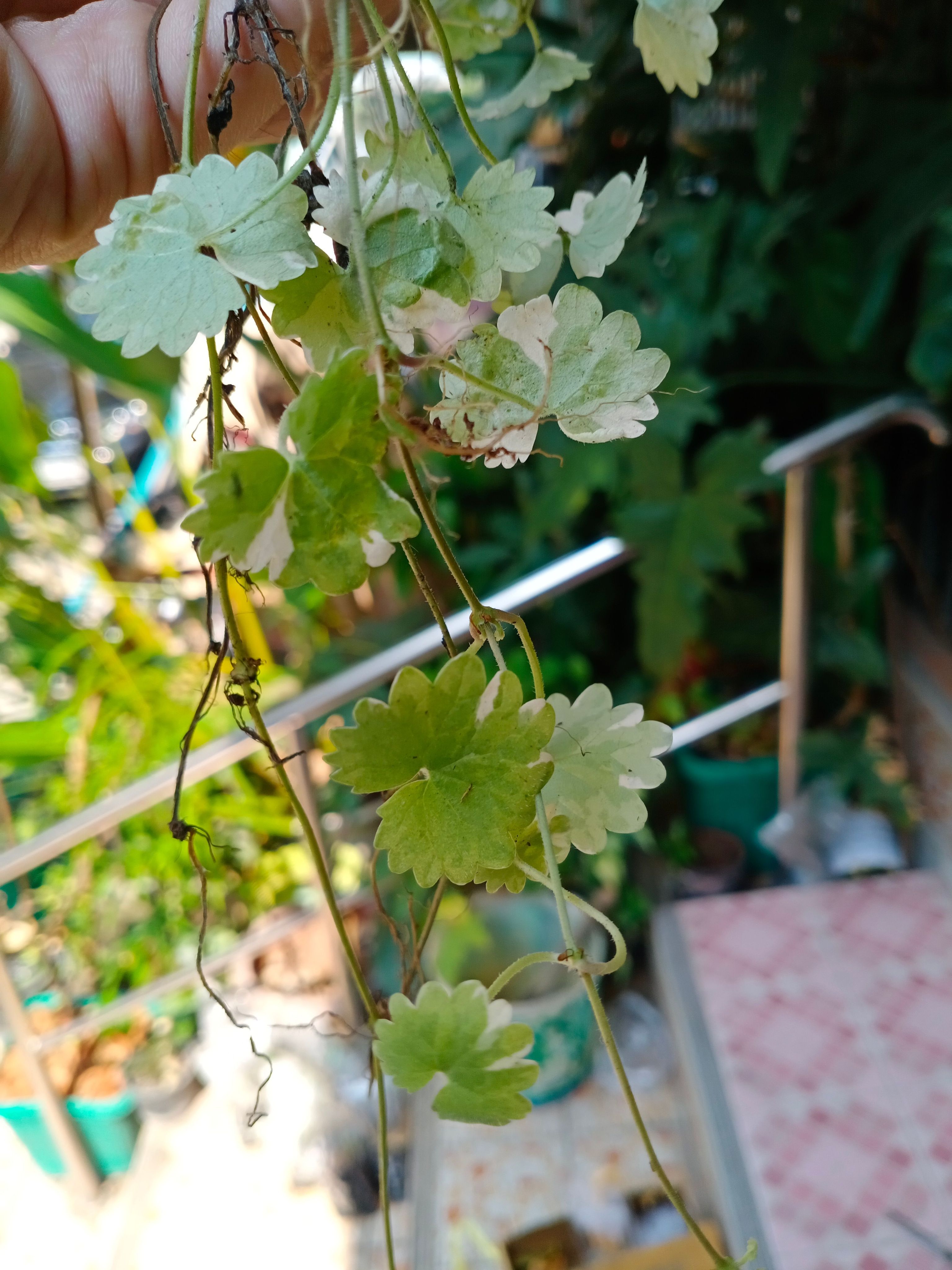 Ground Ivy ☘️