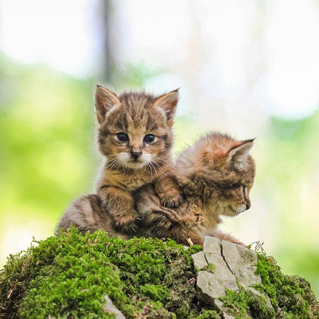 The kitten of the forests of Iran🤗🤗