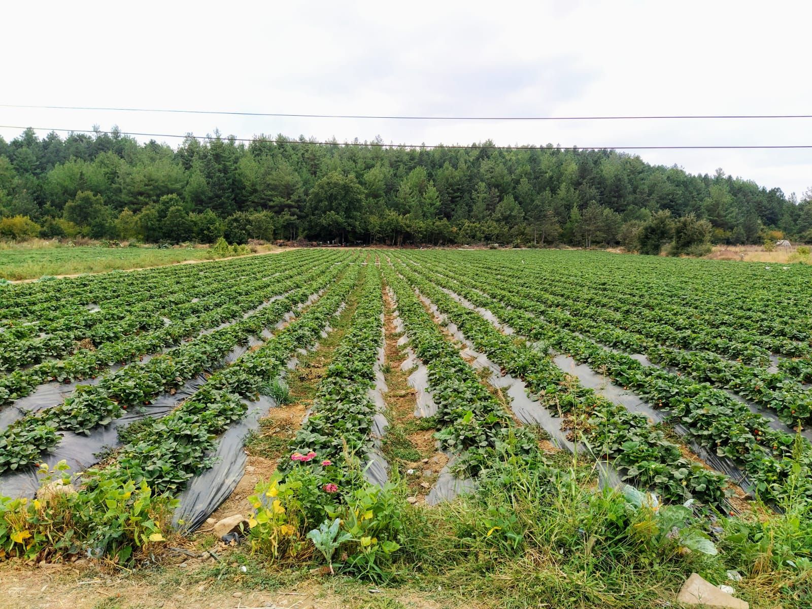 Strawberry field