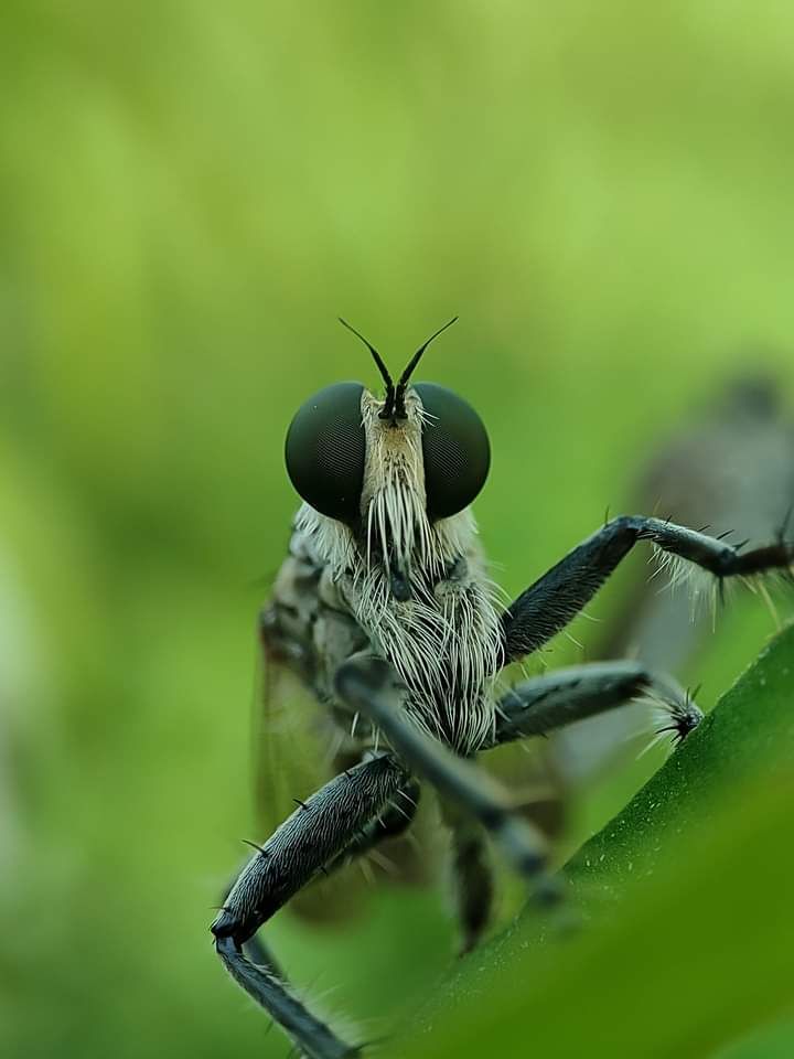 Robberfly