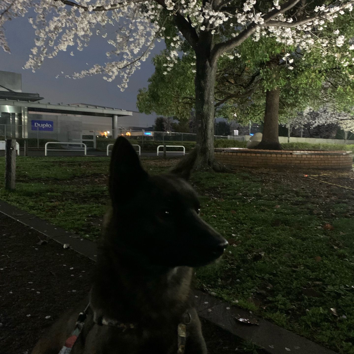 ニコと3回目の花見🌸
花見ないで、地面の臭い嗅いでるだけだけどw