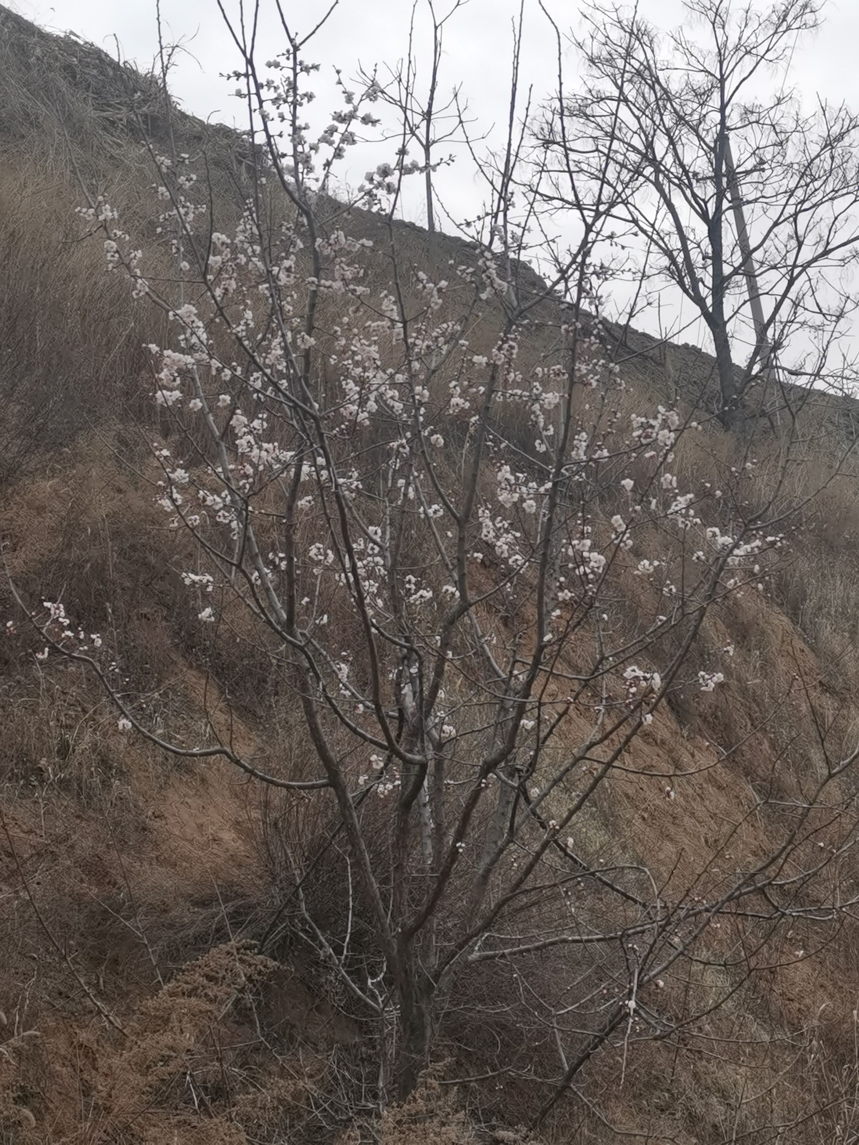 桃花开满枝头！