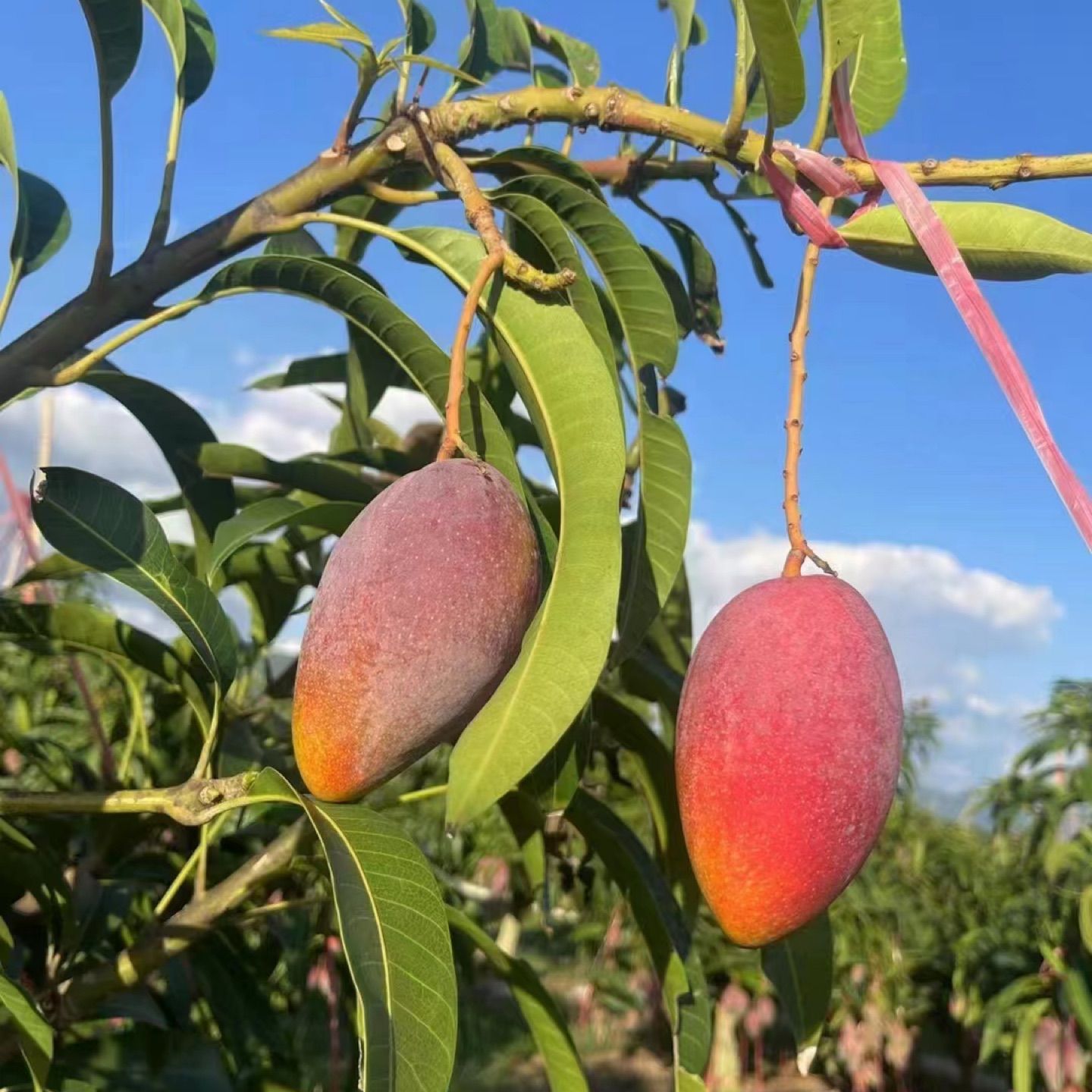 Fruit on the tree