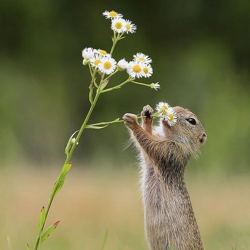 🐿