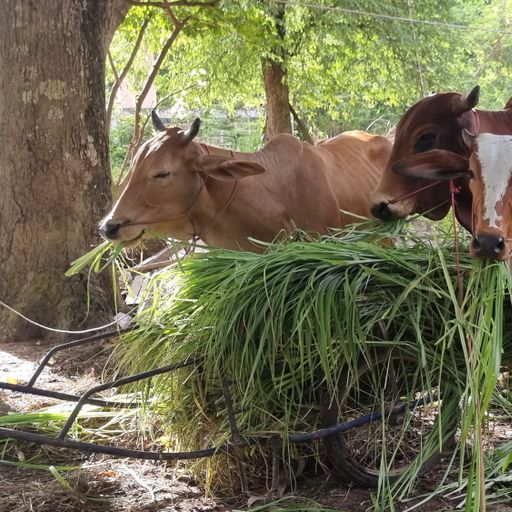 Go and see the cows that my aunt raised.