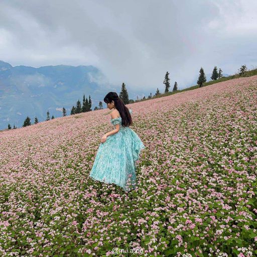 flower valley Tam Giac Mach - Ha Giang - Viet Nam